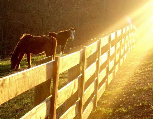 ló, lovak, fényérzékenység