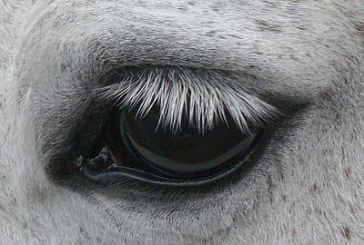 lovak-szemei