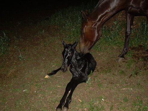ló, csikó, születés