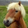Izlandi póni - a jellegzetes mozgású ló