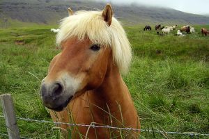Izlandi póni - a jellegzetes mozgású ló