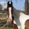 Marwari ló, a félhold fülű táncoló paripa