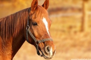 Mit kell tudni a lovakról?