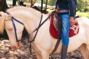 Az amerikai albínó ló