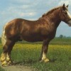 A muraközi ló története