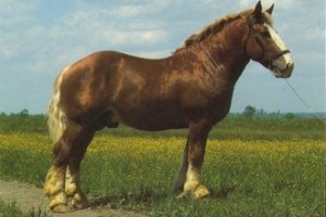 A muraközi ló története
