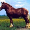 Lófajták: a muraközi ló