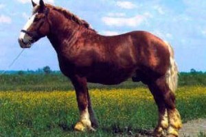 Lófajták: a muraközi ló