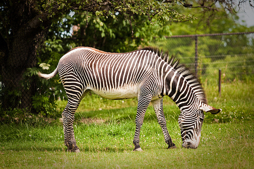 legeleszo-zebra