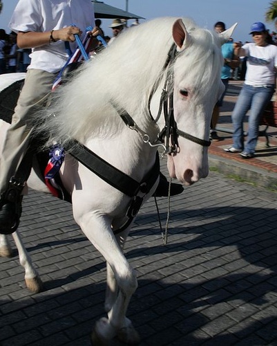 albino-csodor-paraden