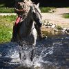 Hogyan tanítsd meg a lovadat átgázolni a vízen?