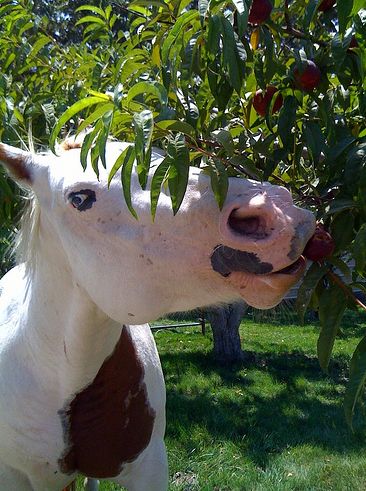 ló, lovas, gyümölcs