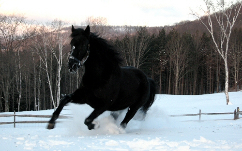 ló, tél, fagy