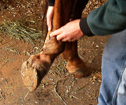 Ló lábának vizsgálata