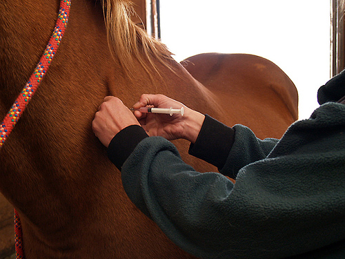 injekció beadása ló nyakába