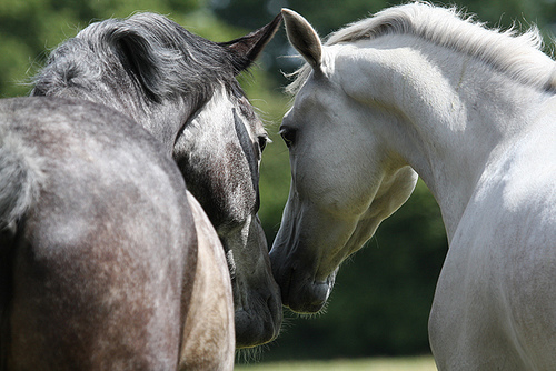 Két ló szimatolja egymást