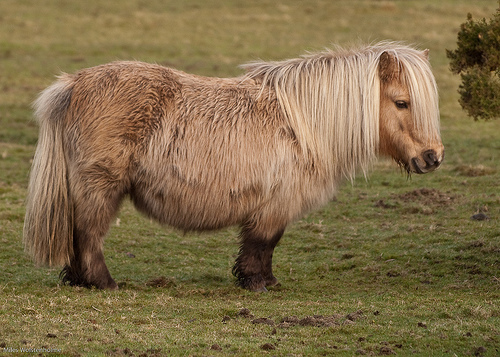 Shetland póni