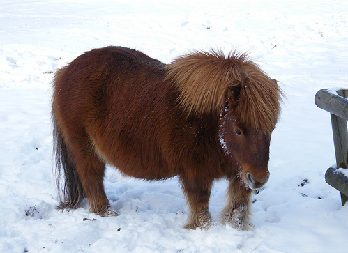 shetlandi póni