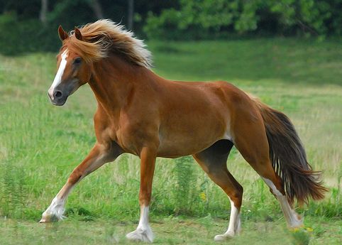 welsh cob