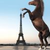 Párizs utcáin nyargaló ló