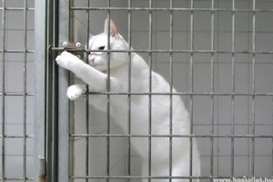 Houdini macska: Ismerkedj meg Chamaloww cicóval!