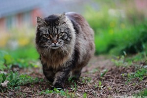 Szibériai macska: a hosszú szőrűek őse