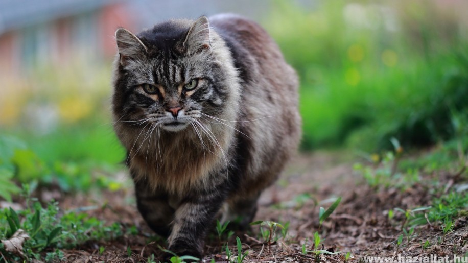 Szibériai macska: a hosszú szőrűek őse