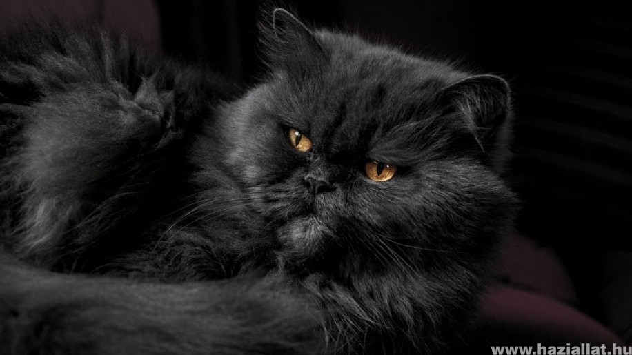 Perzsa cica vagy angóra: nem csak a hosszú szőr teszi a macskát