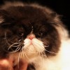 Bicolor perzsa macska