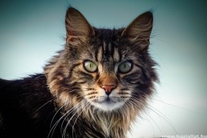 Maine Coon macska, a vikingek cicája