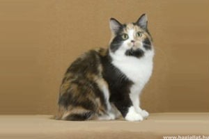 Farok nélkül születik a Man-szigeti macska: itt a manx videón!