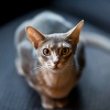 Abesszin macska, a miniatűr puma