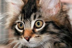 Szibériai macska, a harcedzett túlélő