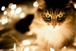 Hány macskára van szükség egy villanykörte kicseréléséhez?