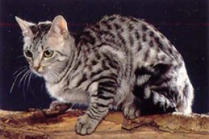 A kaliforniai pöttyös macska (California Spangled Cat) profilja - 1. rész