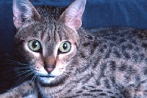 A kaliforniai pöttyös macska (California Spangled Cat) profilja - 2. rész