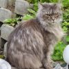 Legendák és mítoszok a Maine Coon macskáról