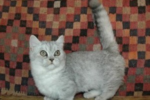 A munchkin macskafajta rövid története