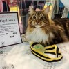 Dylan, a hétvégi macskakiállítás egyik nyertese