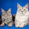 A macskafajták jellemvonásainak fele örökletes