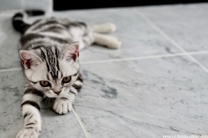A világ 10 legdrágább macskafajtája
