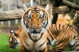 Új párt kapott a Nyíregyházi Állatpark szumátrai tigris hímje