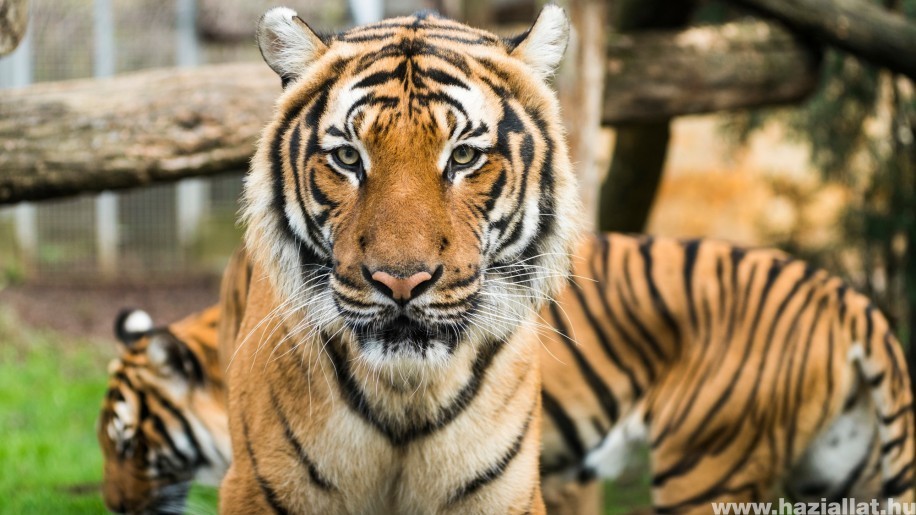 Új párt kapott a Nyíregyházi Állatpark szumátrai tigris hímje