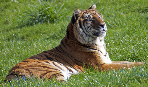 bengali-tigris-foto