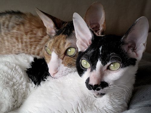 Foltos Cornish Rex testvérpár