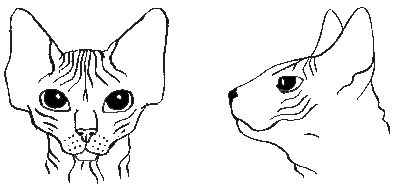 szfinx, macska, cica