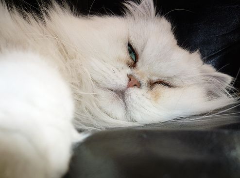 perzsa macska, fehér, elegáns