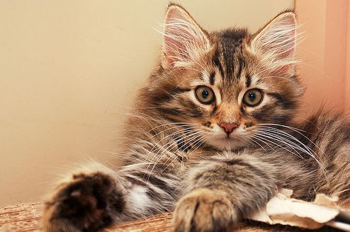 szibériai macska, cica, macskafajták