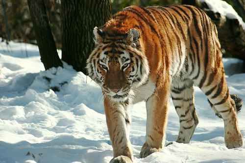 sziberiai-tigris-a-hoban
