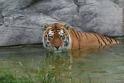 sziberiai-tigris-ragadozo